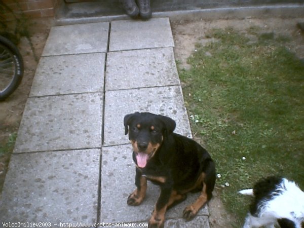 Photo de Rottweiler