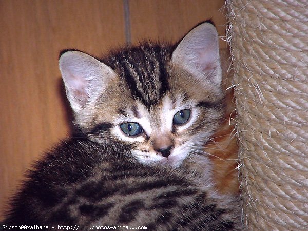 Photo de Chat domestique