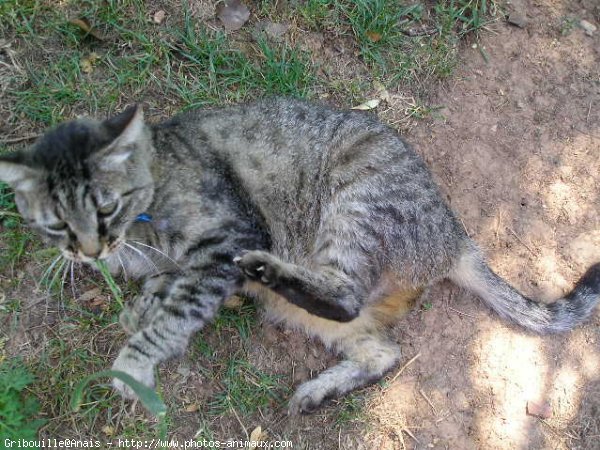 Photo de Chat domestique