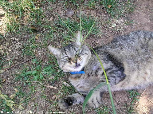 Photo de Chat domestique