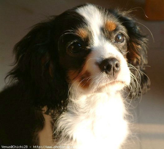 Photo de Cavalier king charles spaniel