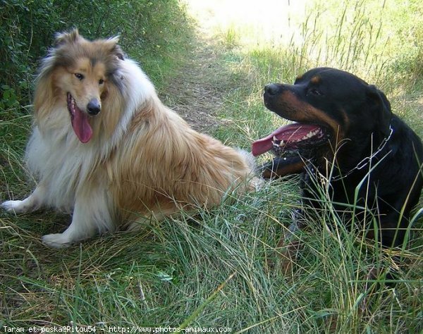 Photo de Races diffrentes