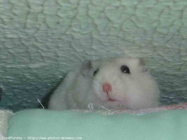 Photo de Hamster