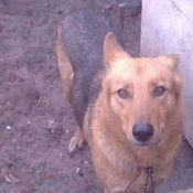 Photo de Berger belge malinois