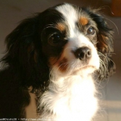 Photo de Cavalier king charles spaniel