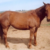 Photo de Quarter horse