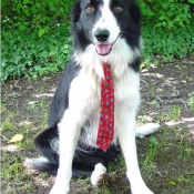 Photo de Border collie