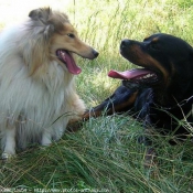 Photo de Races diffrentes