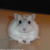 Photo de Hamster