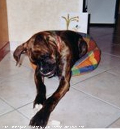 Photo de Boxer