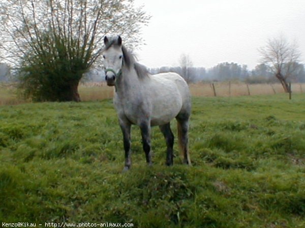 Photo de Races diffrentes