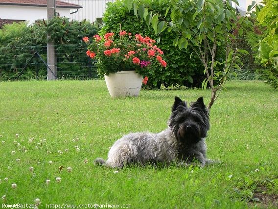 Photo de Cairn terrier