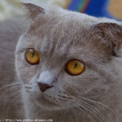 Photo de Scottish fold