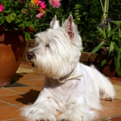 Photo de West highland white terrier