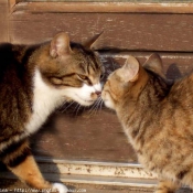 Photo de Chat domestique