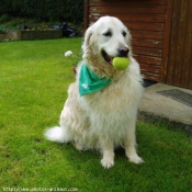 Photo de Golden retriever