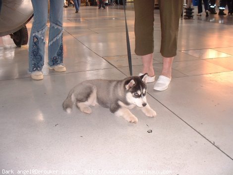 Photo de Husky siberien