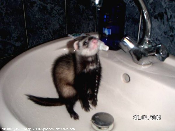 Photo de Furet