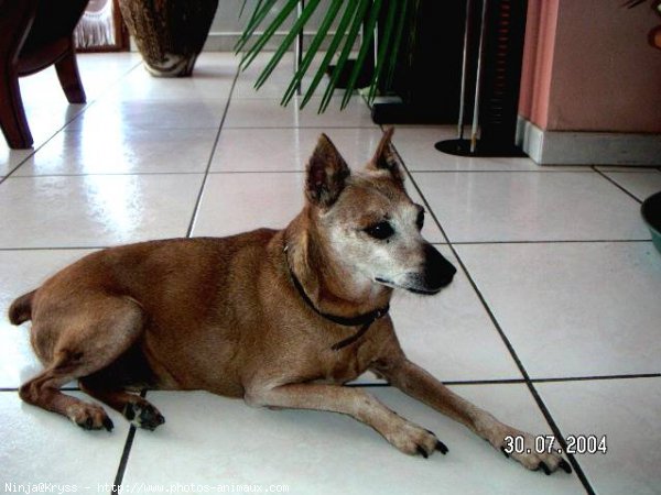 Photo de Pinscher nain