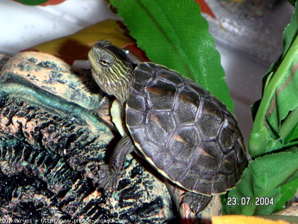 Photo de Tortue