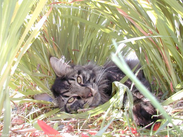 Photo de Maine coon