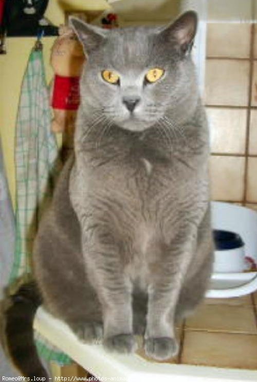 Photo de Chartreux