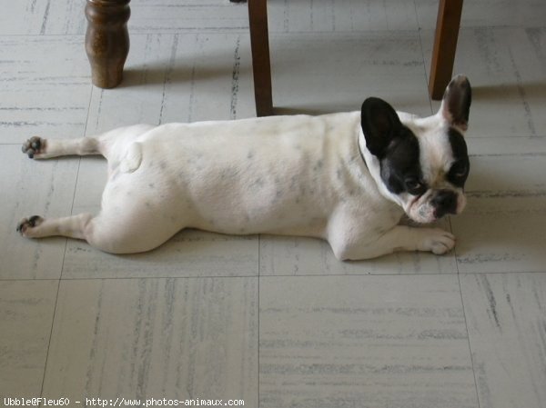 Photo de Bouledogue franais