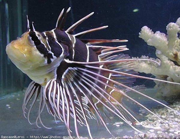 Photo de Poissons exotiques