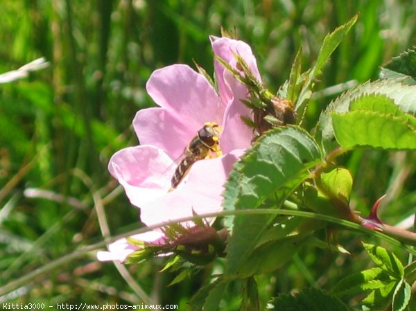 Photo d'Abeille