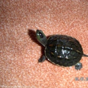 Photo de Tortue