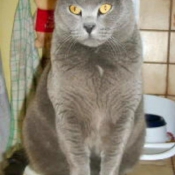 Photo de Chartreux