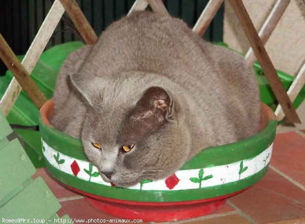 Photo de Chartreux