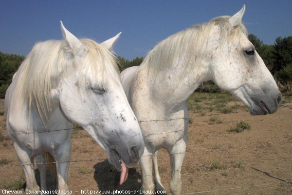 Photo de Camargue