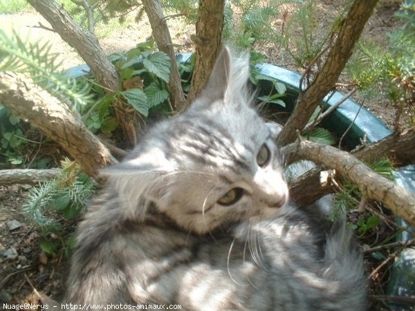 Photo de Chat domestique