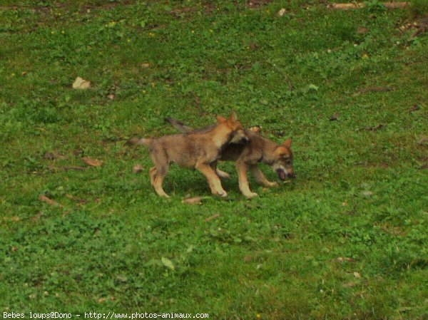 Photo de Loup