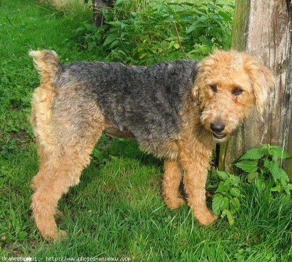 Photo de Welsh terrier