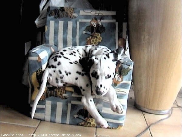 Photo de Dalmatien