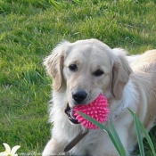 Photo de Golden retriever