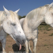 Photo de Camargue