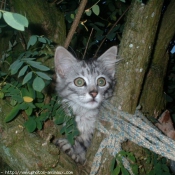 Photo de Chat domestique