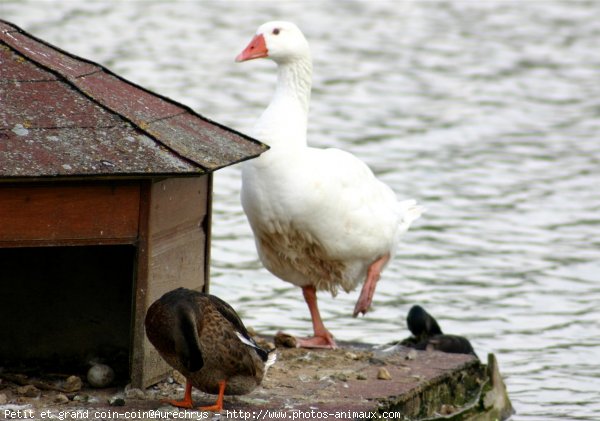 Photo de Canard