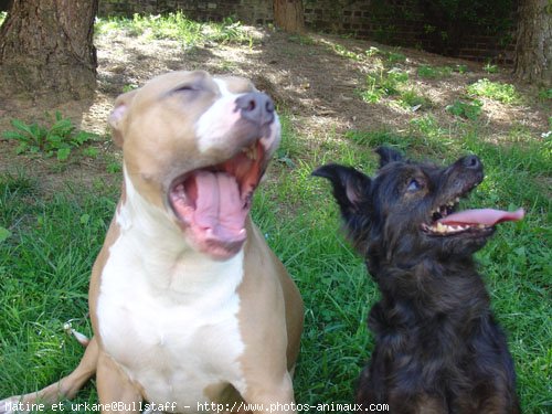 Photo d'American staffordshire terrier