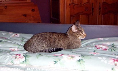 Photo d'Ocicat