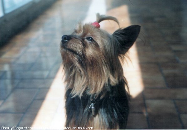 Photo de Yorkshire terrier