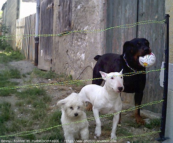 Photo de Bull terrier miniature