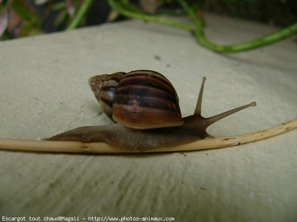 Photo d'Escargot