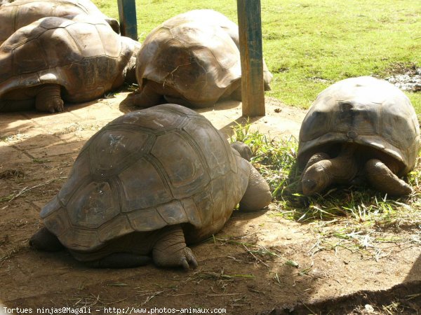 Photo de Tortue