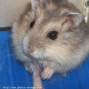 Photo de Hamster