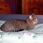 Photo d'Ocicat