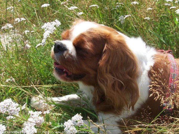 Photo de Cavalier king charles spaniel